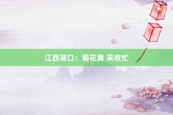 江西湖口：菊花黄 采收忙